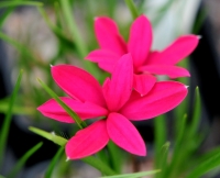 Big cerise pink flowers